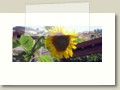 B&B Il Sole Nascente - Il giardino con vialetti e aiuole fiorite